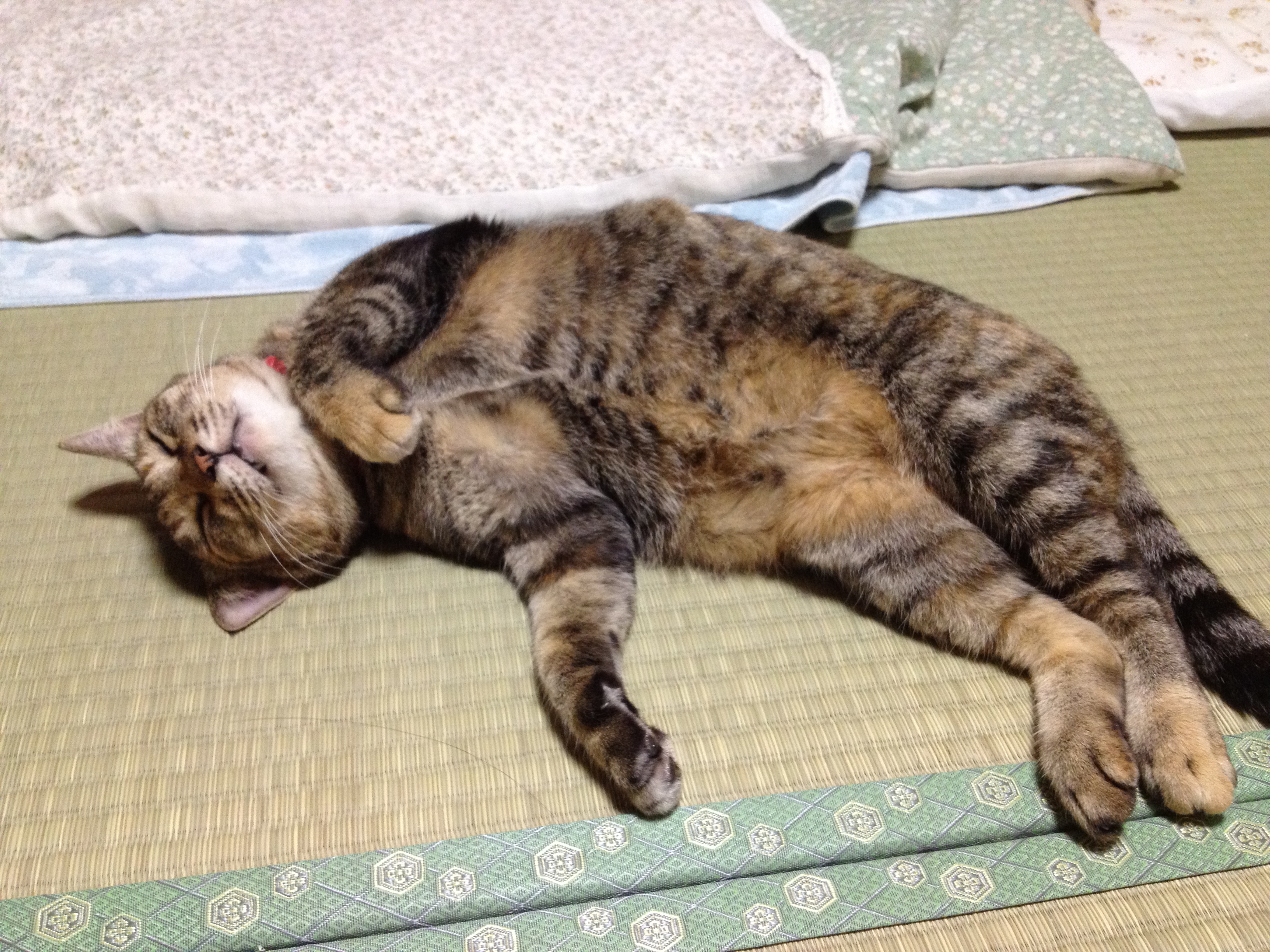 畳と猫.jpg